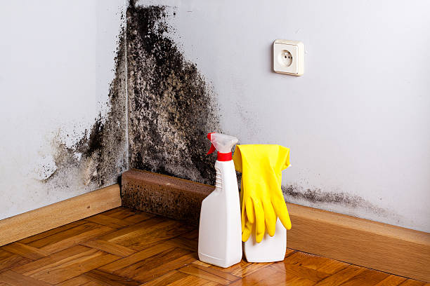 Best Kitchen Mold Remediation in Phenix City, AL