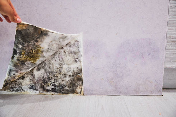 Best Black Mold Remediation in Phenix City, AL